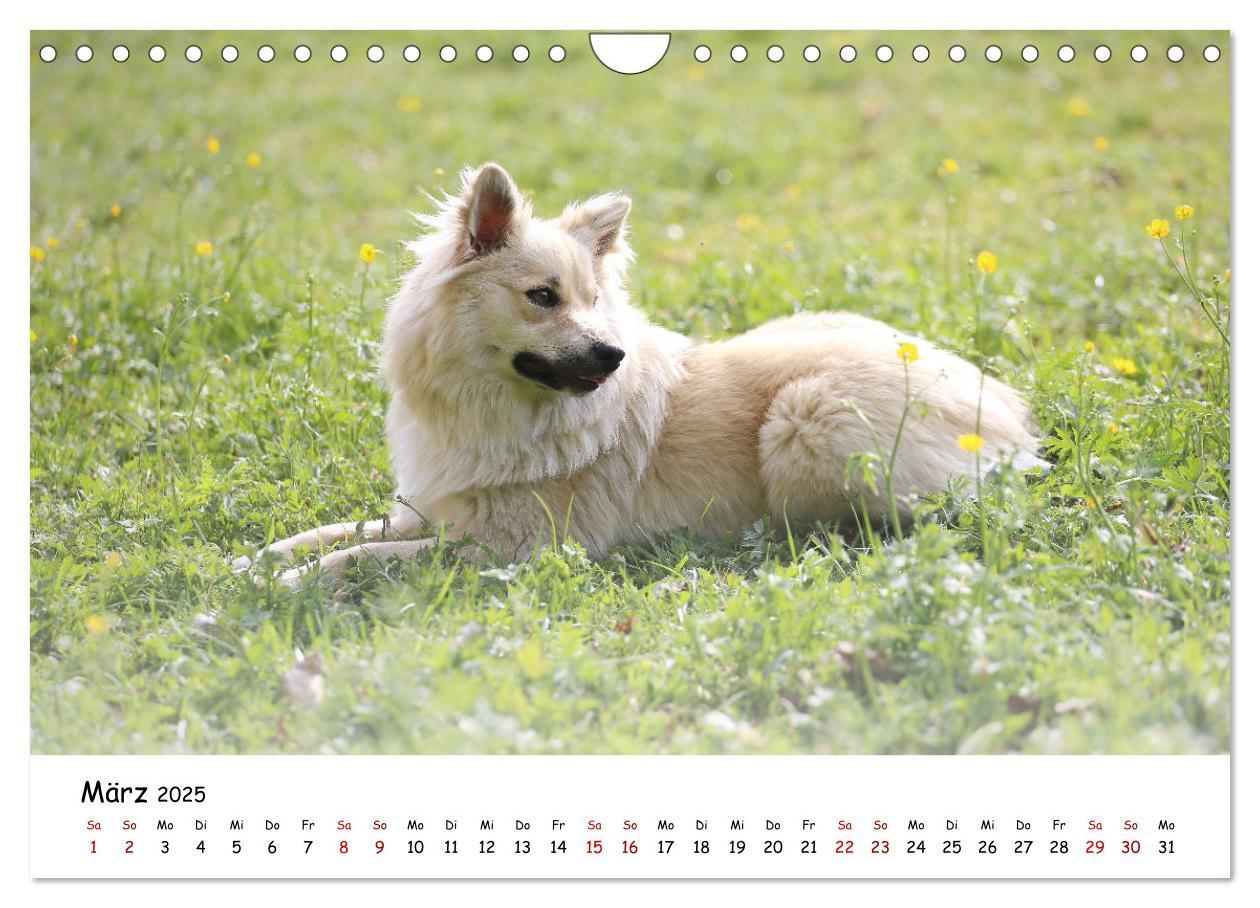 Bild: 9783383973161 | Islandhunde (Wandkalender 2025 DIN A4 quer), CALVENDO Monatskalender