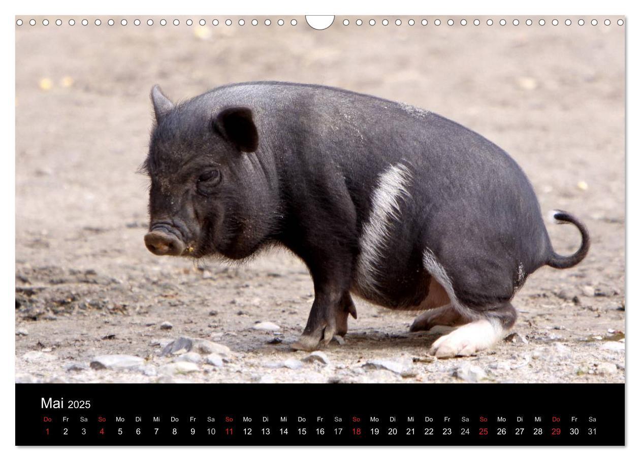 Bild: 9783435838509 | Schweinereien (Wandkalender 2025 DIN A3 quer), CALVENDO Monatskalender