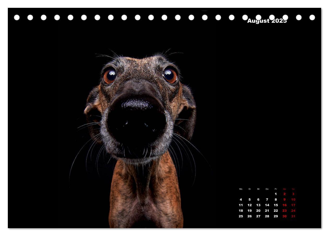 Bild: 9783435227716 | Die Stimme der Windhunde (Tischkalender 2025 DIN A5 quer), CALVENDO...