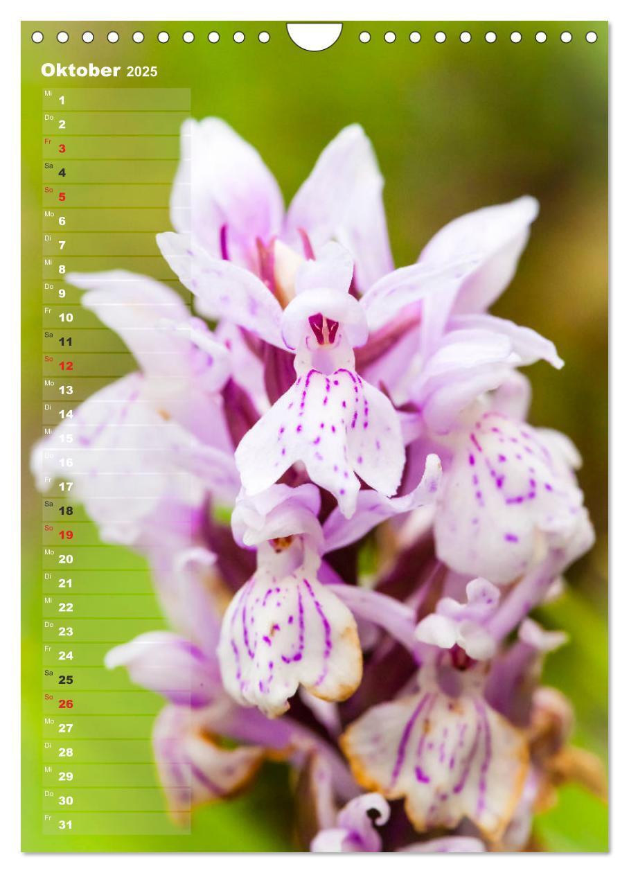 Bild: 9783435942473 | Auf der Suche nach Orchideen in Deutschland (Wandkalender 2025 DIN...