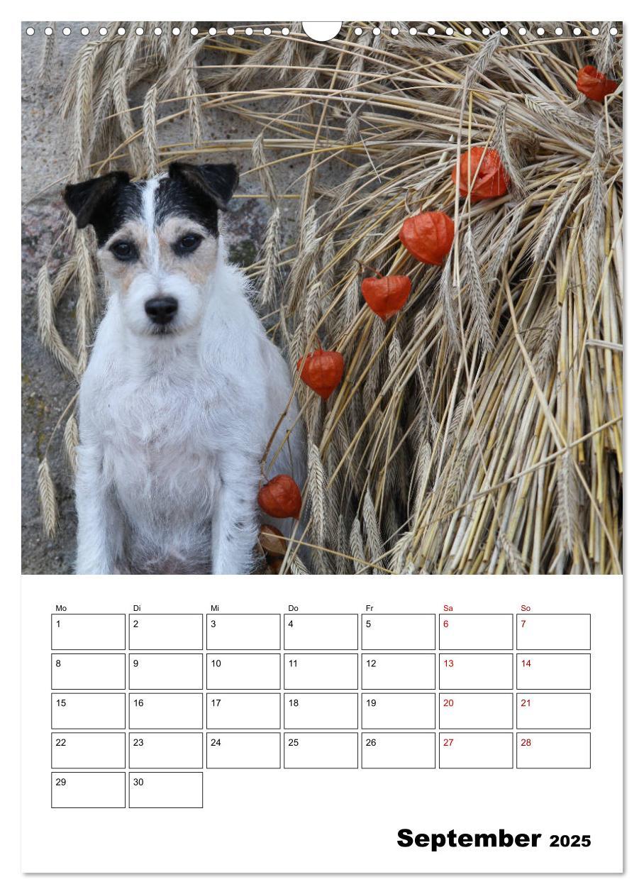 Bild: 9783435995592 | Tender Fellows - Parson Russell Terrier (Wandkalender 2025 DIN A3...