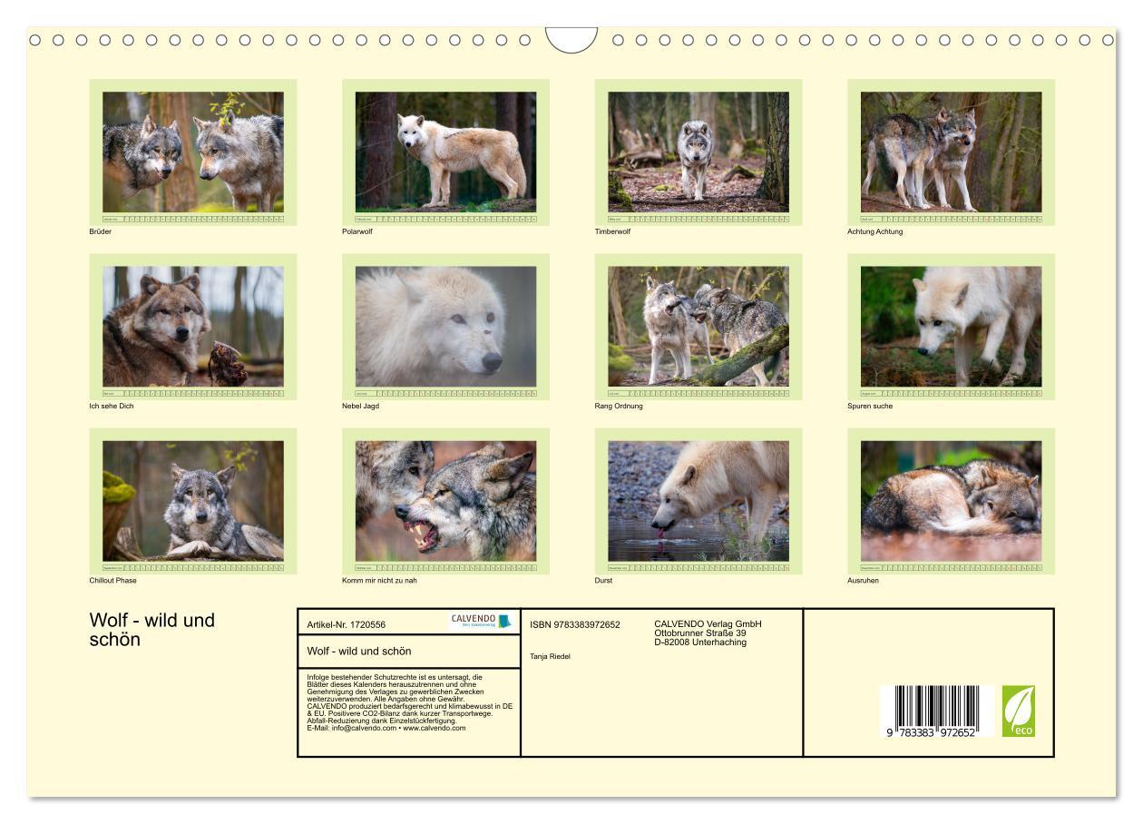 Bild: 9783383972652 | Wolf - wild und schön (Wandkalender 2025 DIN A3 quer), CALVENDO...