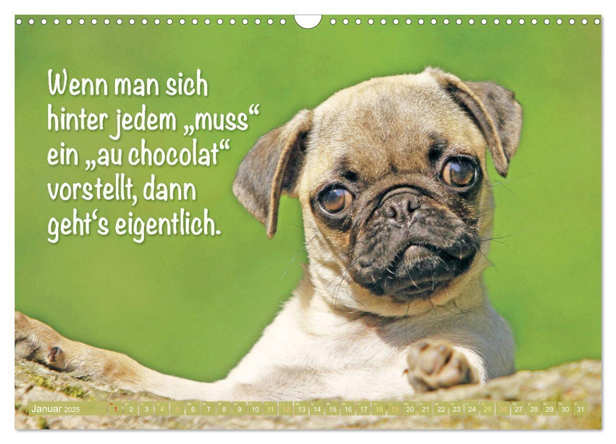 Bild: 9783457167168 | Lächeln mit Mops (Wandkalender 2025 DIN A3 quer), CALVENDO...