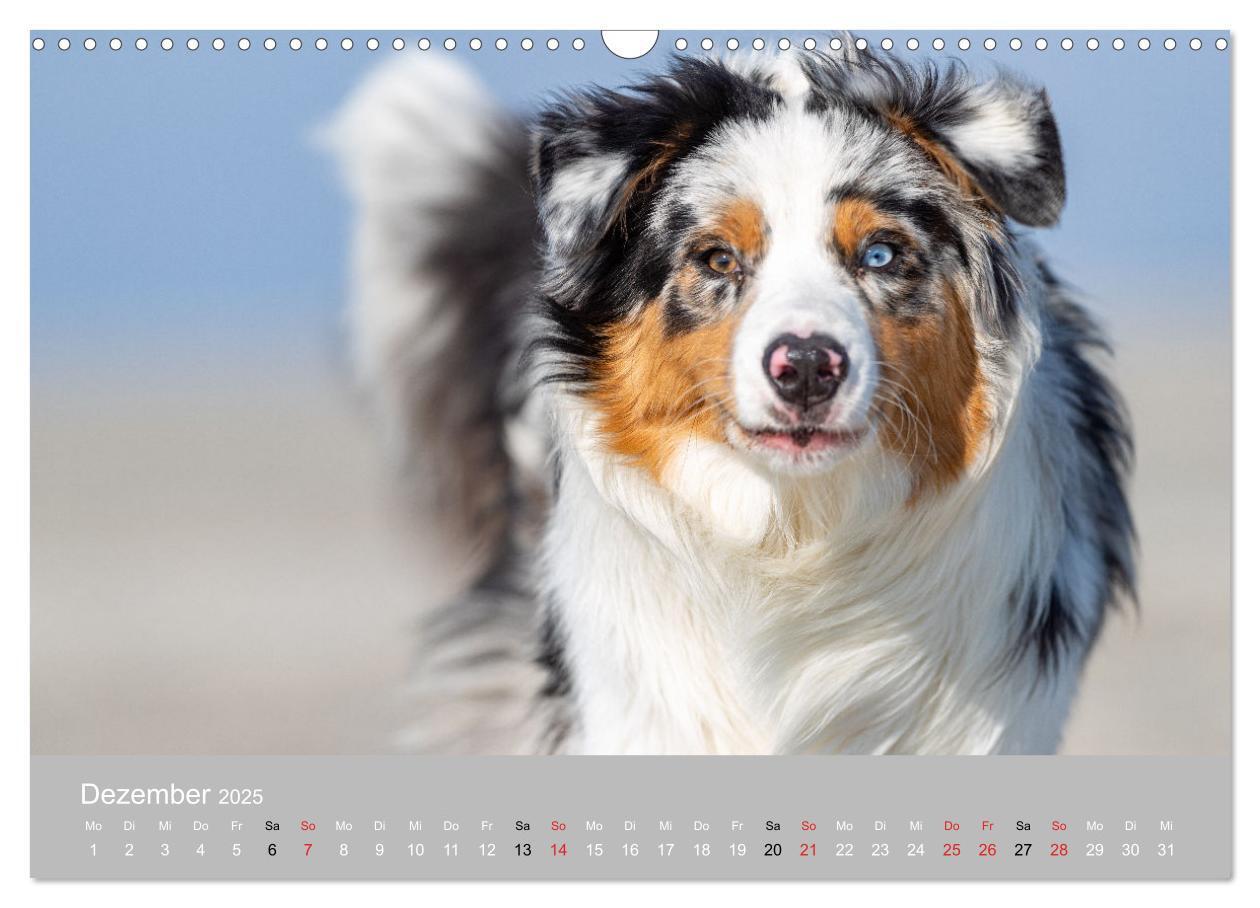 Bild: 9783435672875 | Australian Shepherd 2025 (Wandkalender 2025 DIN A3 quer), CALVENDO...