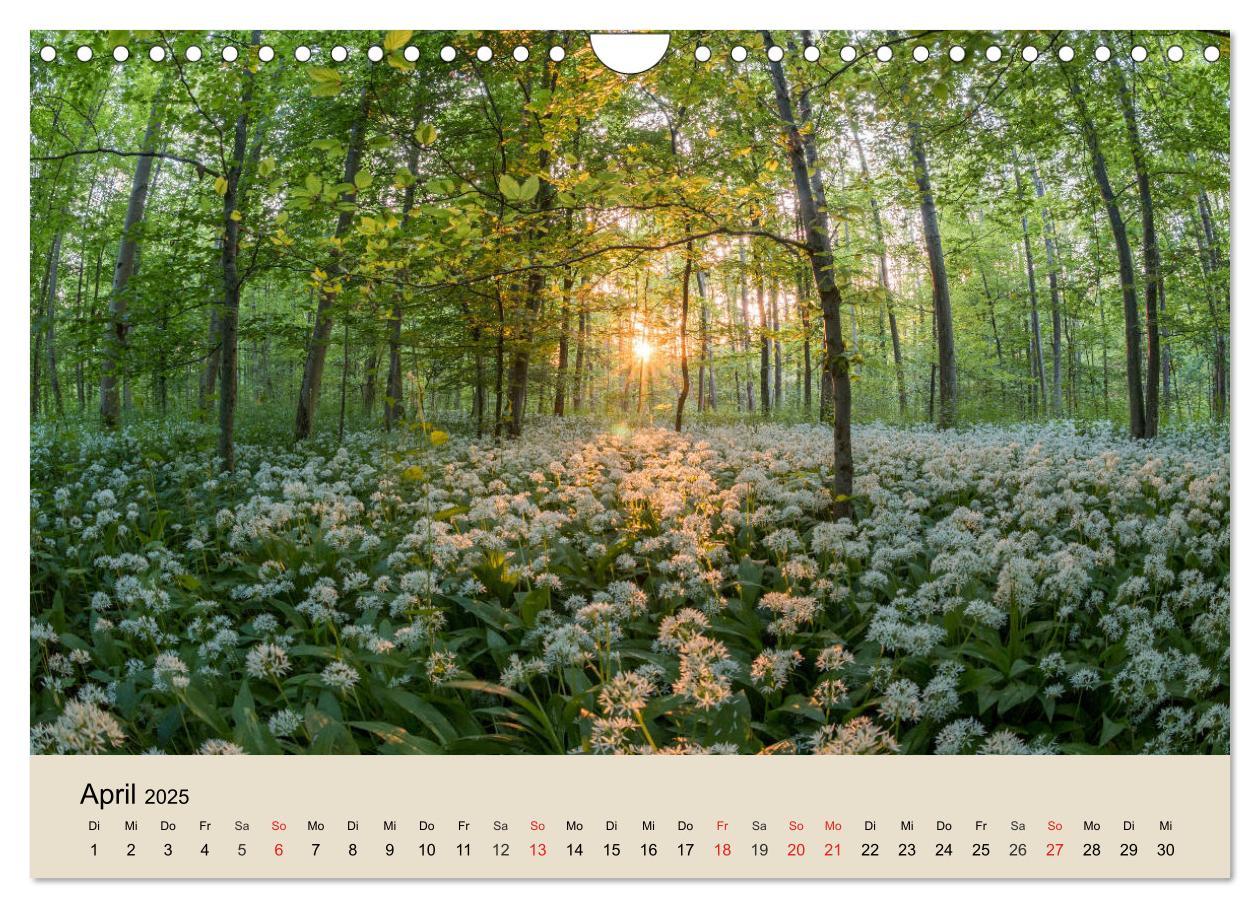 Bild: 9783435318612 | Der Wald. Durch zauberhafte Waldlandschaften (Wandkalender 2025 DIN...