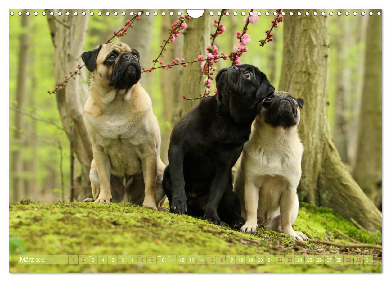 Bild: 9783435441600 | Lustige Möpse aus der Hundeknipserei (Wandkalender 2025 DIN A3...