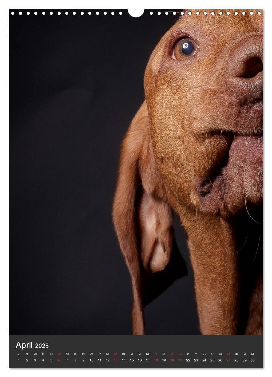 Bild: 9783457015742 | Magyar Vizsla im Portrait (Wandkalender 2025 DIN A3 hoch), CALVENDO...