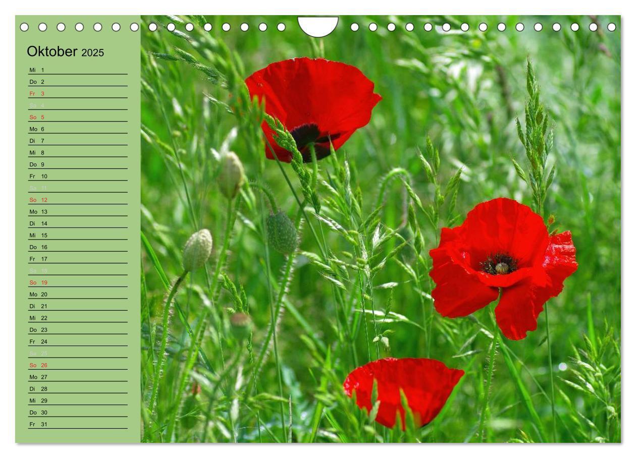 Bild: 9783435842339 | Mohnblumen Träume (Wandkalender 2025 DIN A4 quer), CALVENDO...