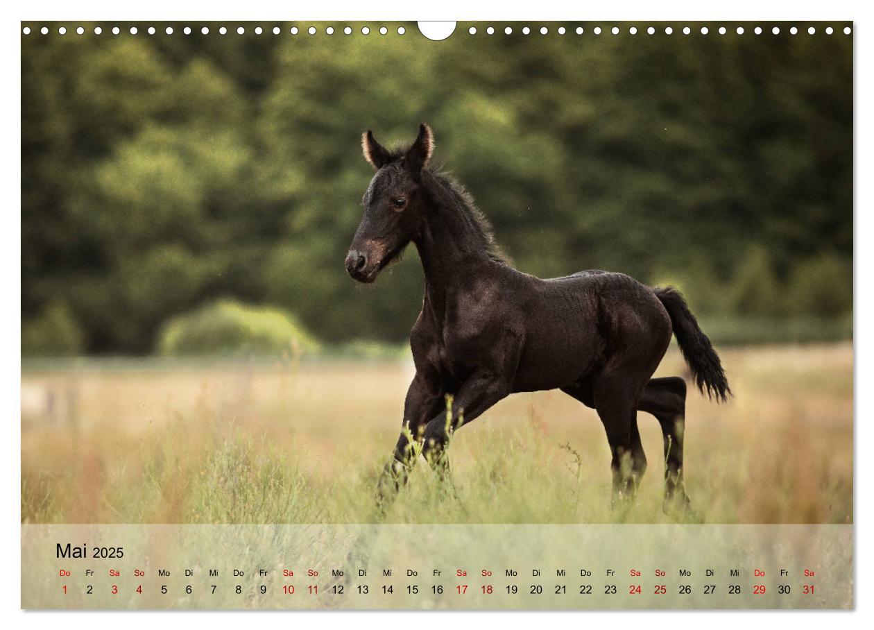 Bild: 9783435289325 | Pferdezauber 2025 (Wandkalender 2025 DIN A3 quer), CALVENDO...