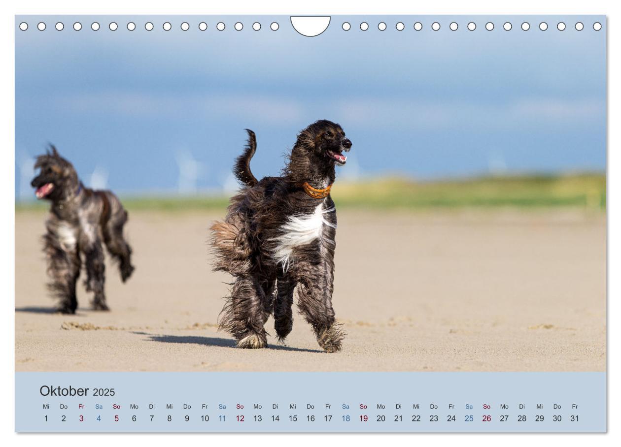 Bild: 9783435413706 | AFGHANISCHE WINDHUNDE 2025 (Wandkalender 2025 DIN A4 quer),...