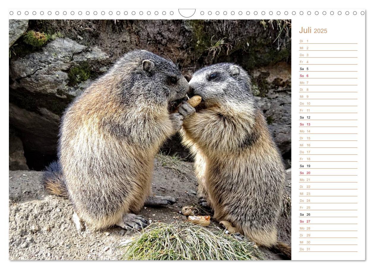 Bild: 9783435512027 | Wildlife - Verspielte Murmeltiere (Wandkalender 2025 DIN A3 quer),...