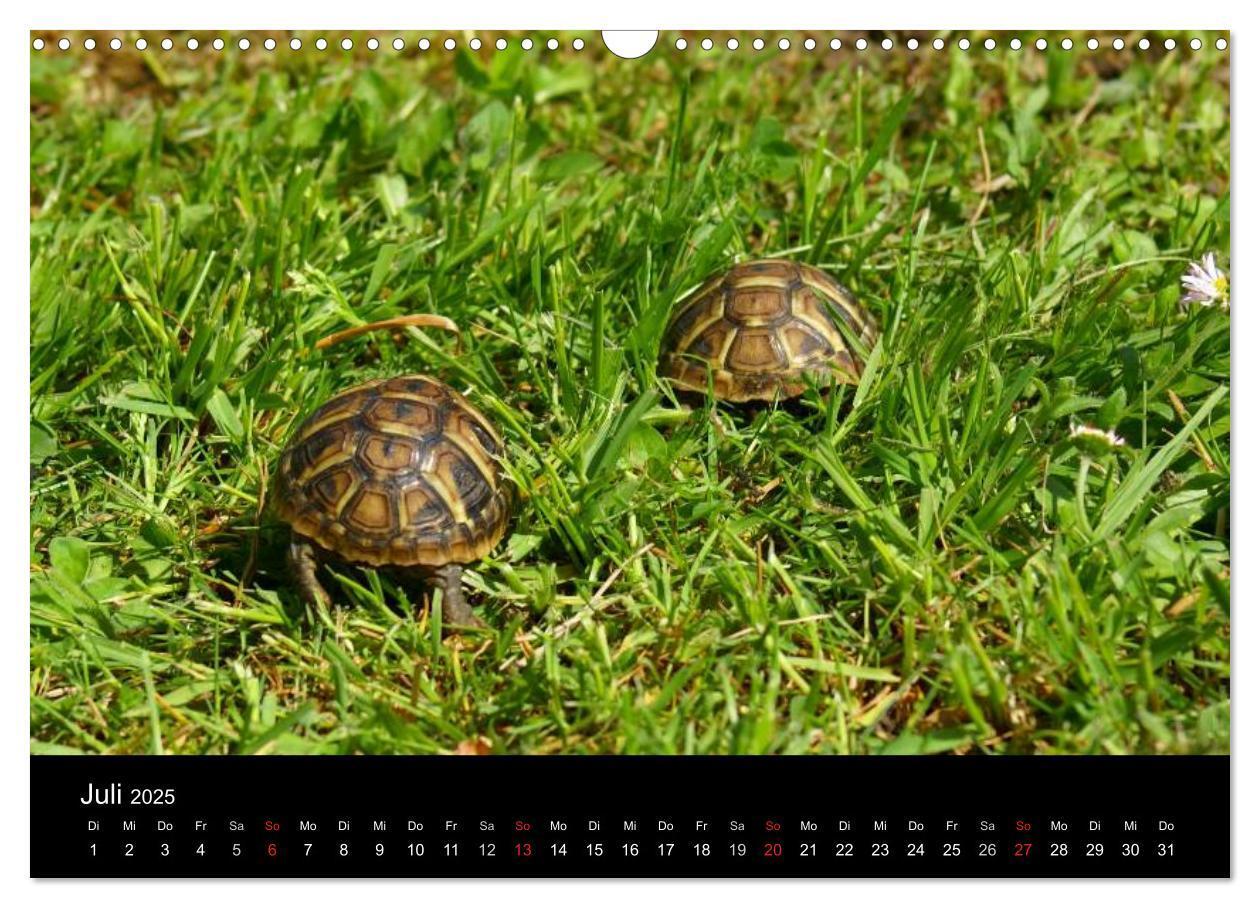 Bild: 9783435763719 | Das Leben der Schildkröten (Wandkalender 2025 DIN A3 quer),...