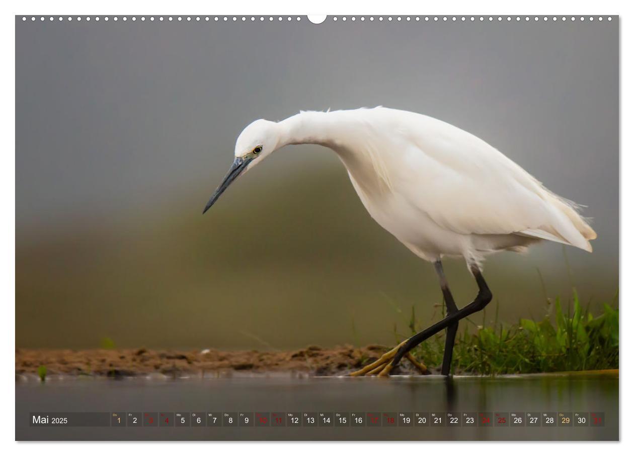 Bild: 9783383976285 | Südafrika wunderbare Tierwelt (Wandkalender 2025 DIN A2 quer),...