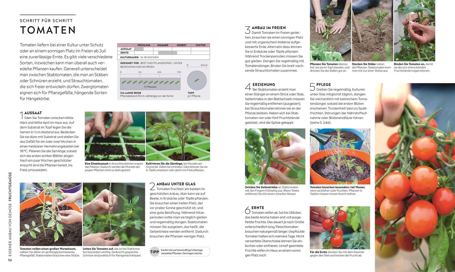 Bild: 9783831041565 | Kleiner Garten - große Ernte | Selbstversorgung Schritt für Schritt