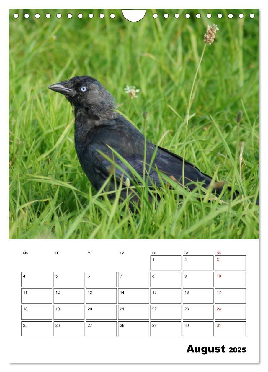 Bild: 9783457021088 | Rabenvögel Terminplaner (Wandkalender 2025 DIN A4 hoch), CALVENDO...