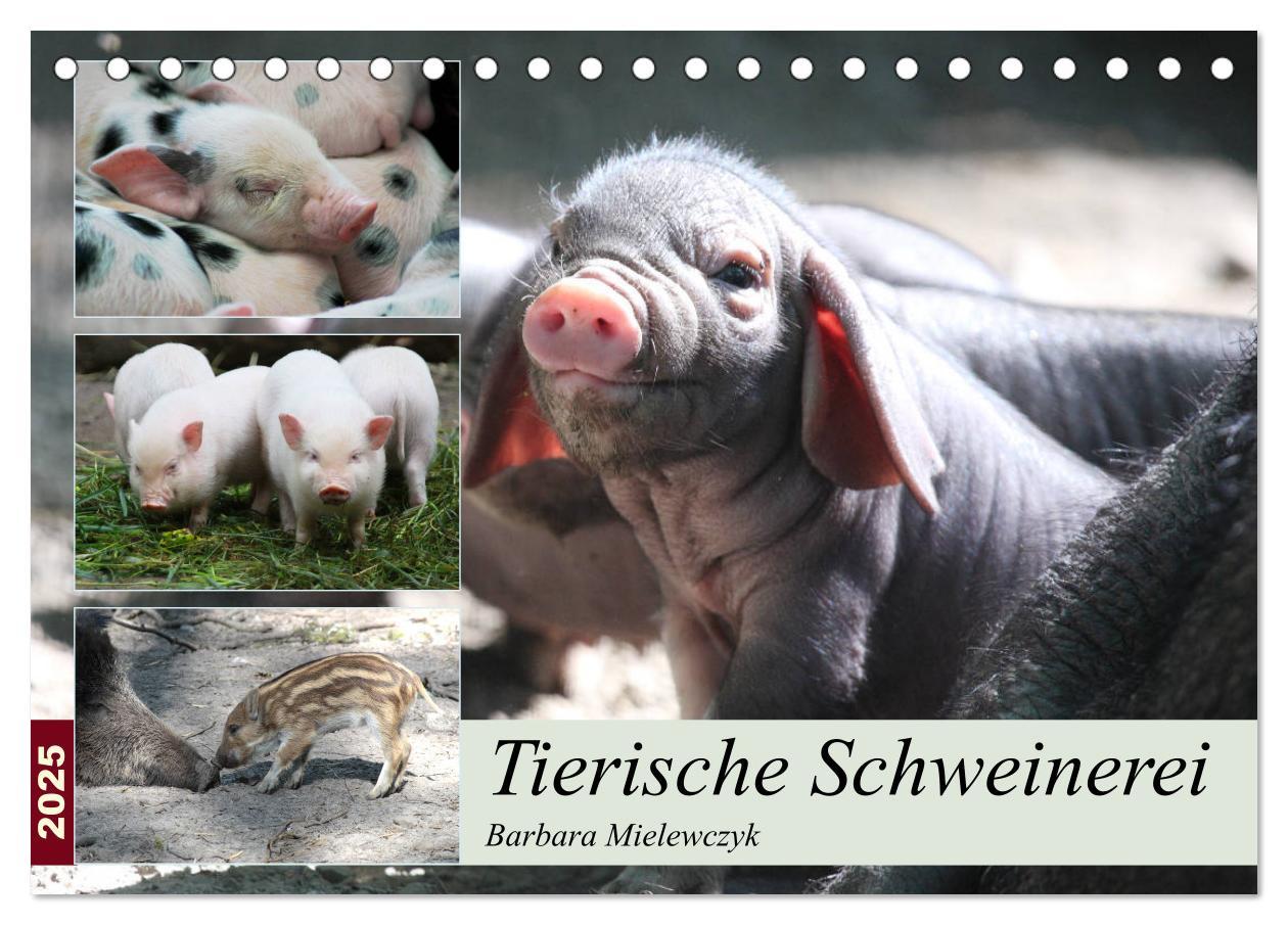 Cover: 9783435410293 | Tierische Schweinerei (Tischkalender 2025 DIN A5 quer), CALVENDO...