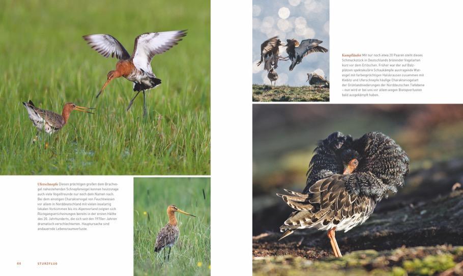 Bild: 9783954162734 | Unsere einzigartige Vogelwelt | Peter Berthold | Buch | 224 S. | 2018