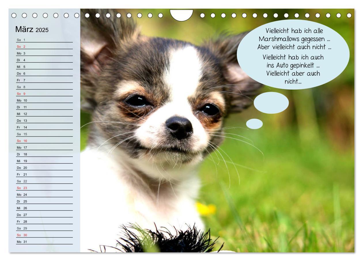 Bild: 9783435184897 | Hurra! Wir gehen Gassi! Abenteuer mit dem Hund! (Wandkalender 2025...