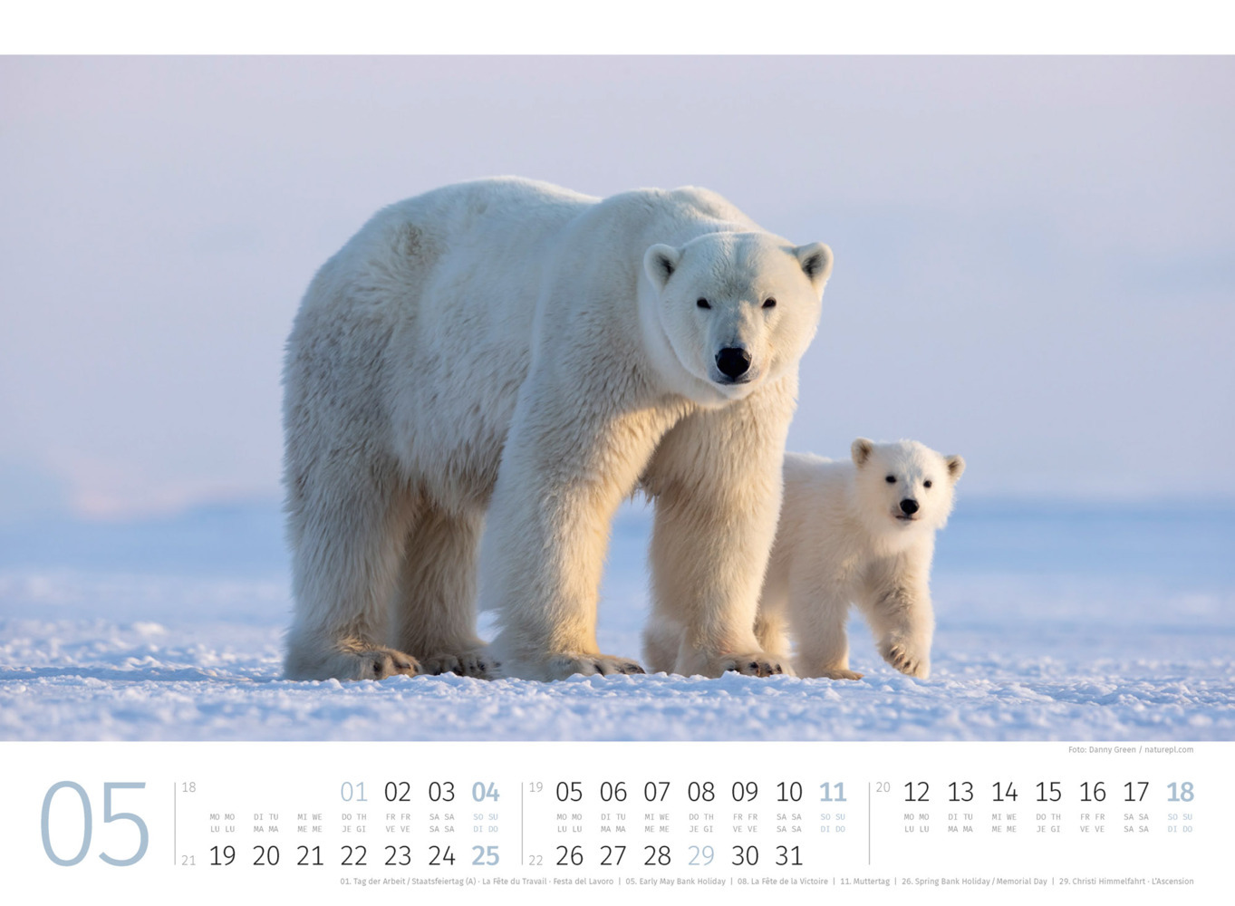 Bild: 9783838425986 | Eisbären Kalender 2025 | Ackermann Kunstverlag | Kalender | 14 S.