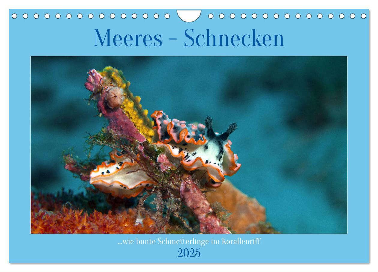 Cover: 9783383843105 | Meeres-Schnecken (Wandkalender 2025 DIN A4 quer), CALVENDO...