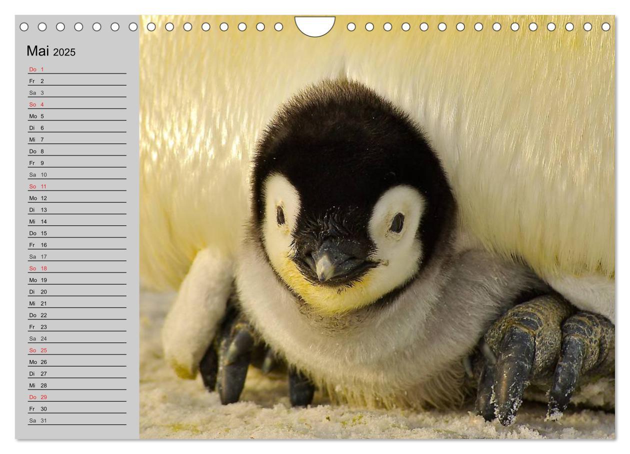 Bild: 9783435550708 | Pinguine - Watscheln im festlichen Kleid (Wandkalender 2025 DIN A4...