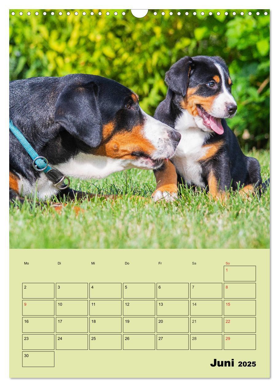 Bild: 9783435960057 | Familienplaner Großer Schweizer Sennenhund (Wandkalender 2025 DIN...