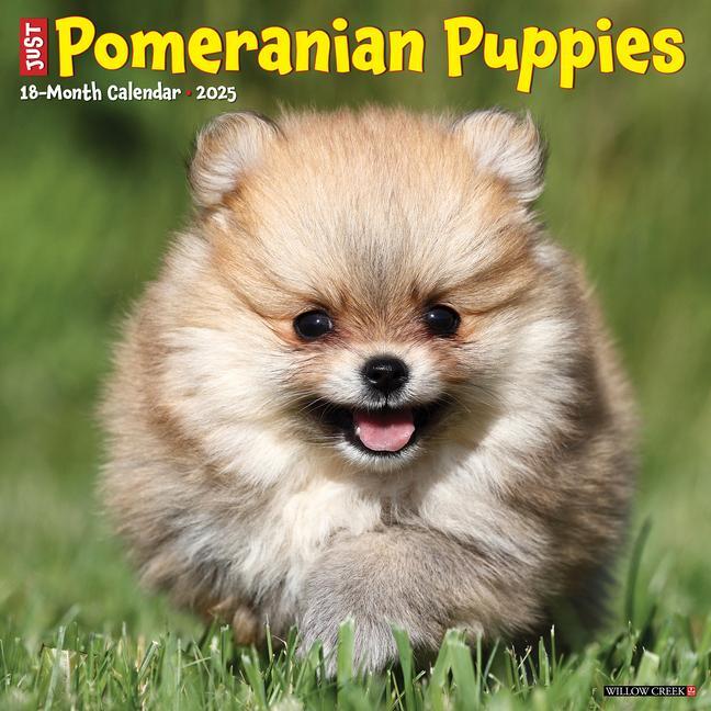 Cover: 9781549244490 | Just Pomeranian Puppies 2025 12 X 12 Wall Calendar | Press | Kalender