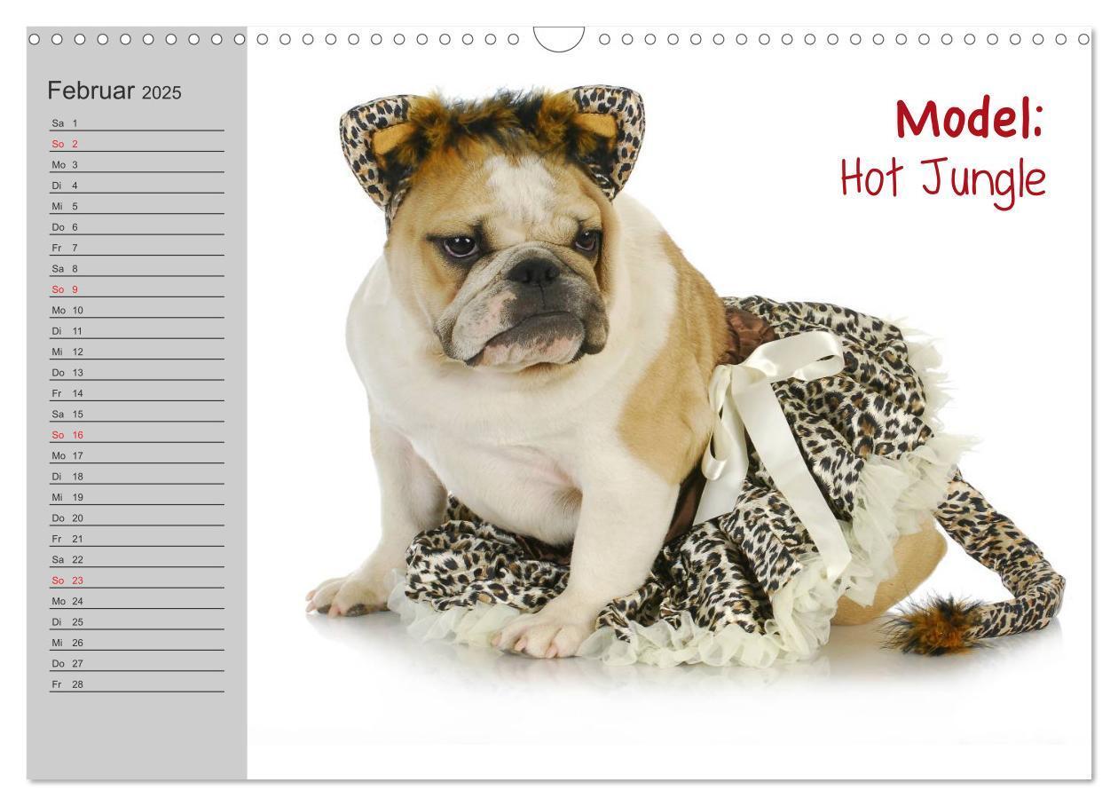 Bild: 9783435539048 | English Bulldog XXL Models (Wandkalender 2025 DIN A3 quer),...