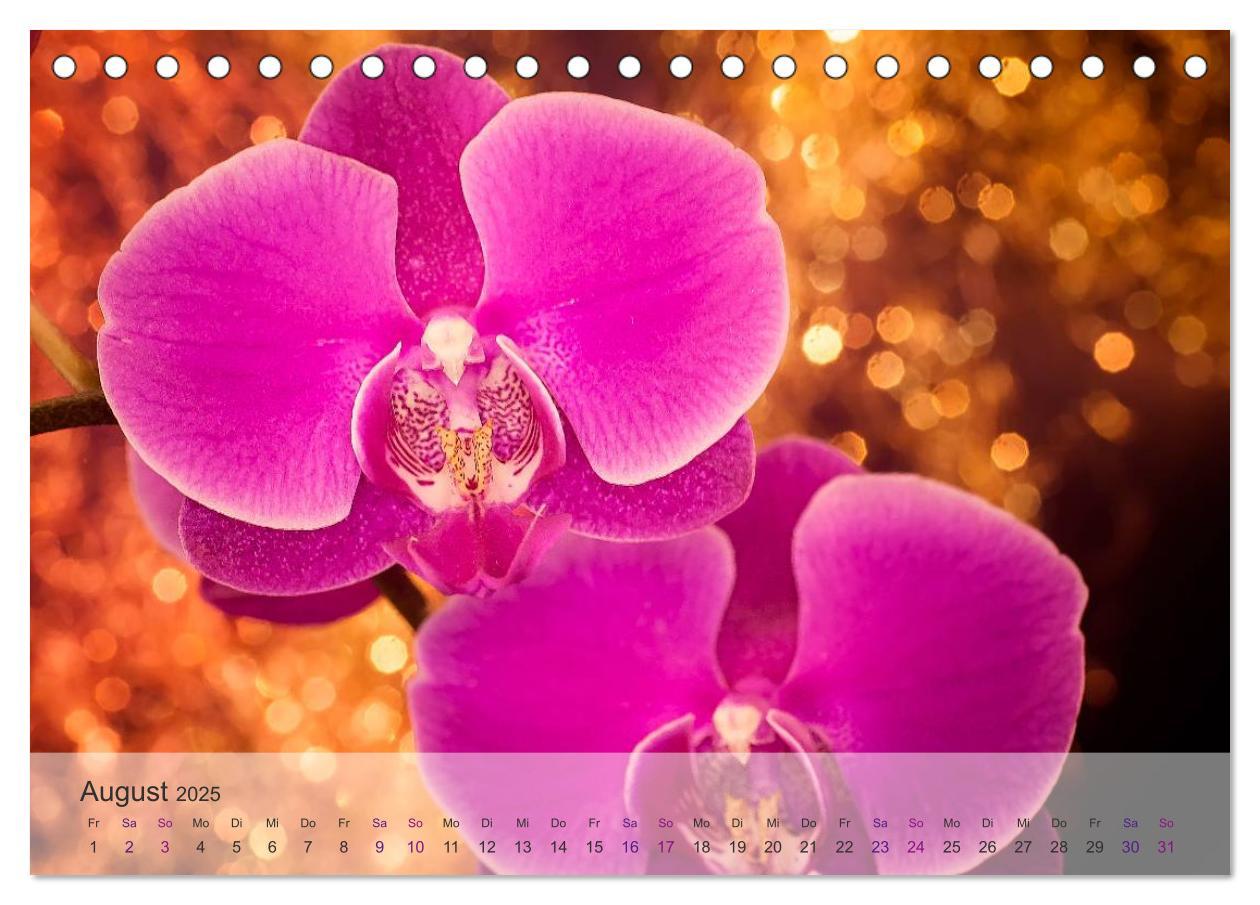 Bild: 9783435688425 | Phalaenopsis - die zauberhafte Welt der Orchideen (Tischkalender...