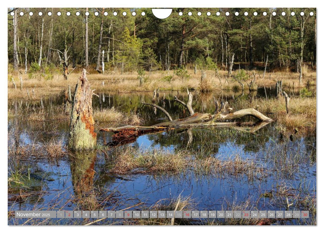 Bild: 9783435465200 | Pietzmoor - ein Hochmoor in der Lüneburger Heide (Wandkalender 2025...