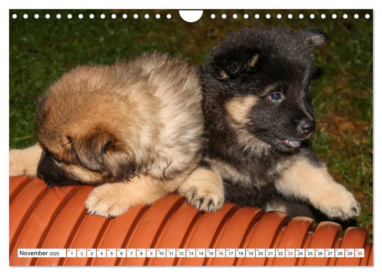 Bild: 9783435335909 | Eurasier, der Hund im Wolfspelz (Wandkalender 2025 DIN A4 quer),...