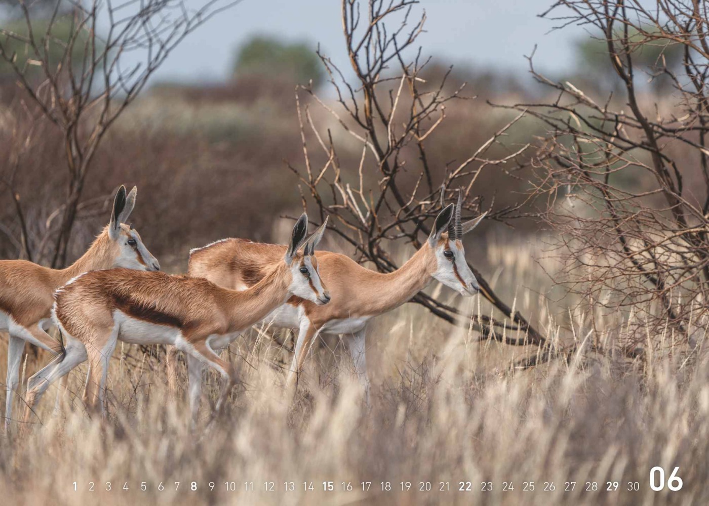 Bild: 4002725995445 | teNeues - Fabian Kahl: Safari im Herzen 2025 Wandkalender, 70x50cm,...