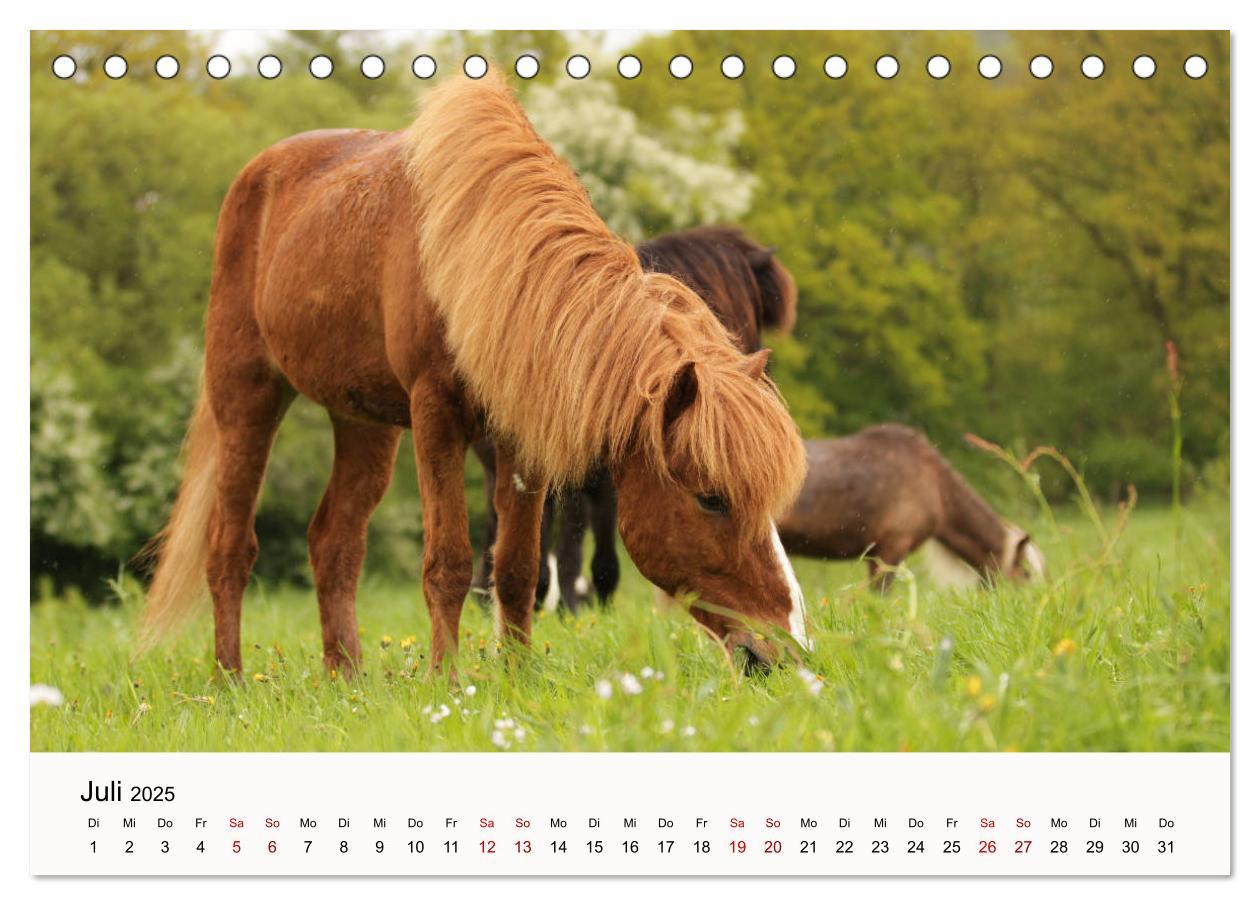 Bild: 9783435394975 | Isländer - icelandic horses (Tischkalender 2025 DIN A5 quer),...