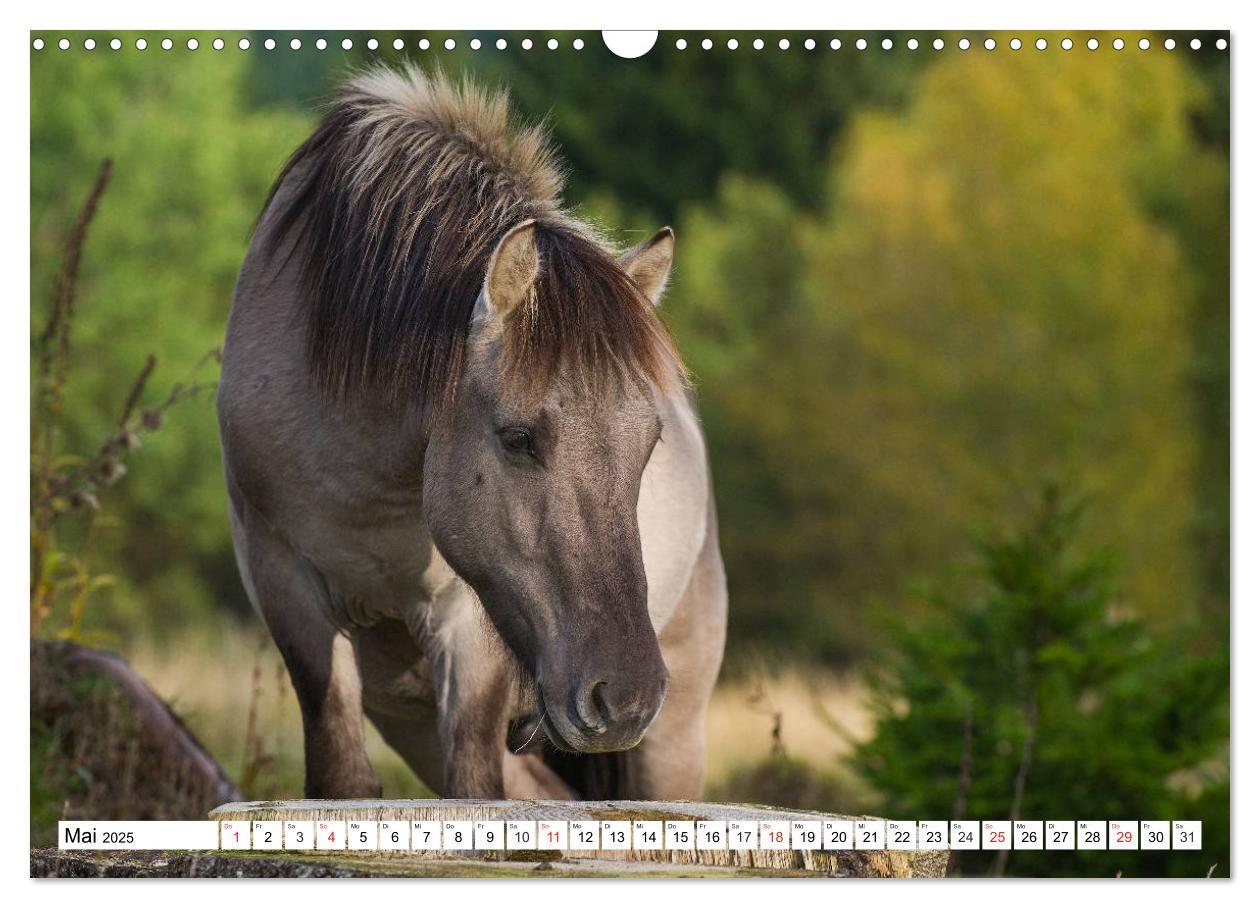 Bild: 9783435573127 | Konik - Frei geboren (Wandkalender 2025 DIN A3 quer), CALVENDO...