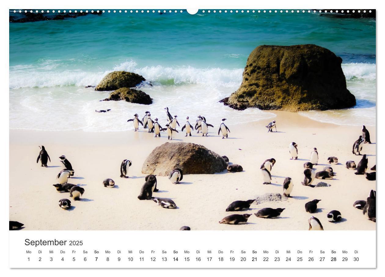 Bild: 9783435056866 | Bezauberndes Südafrika (Wandkalender 2025 DIN A2 quer), CALVENDO...