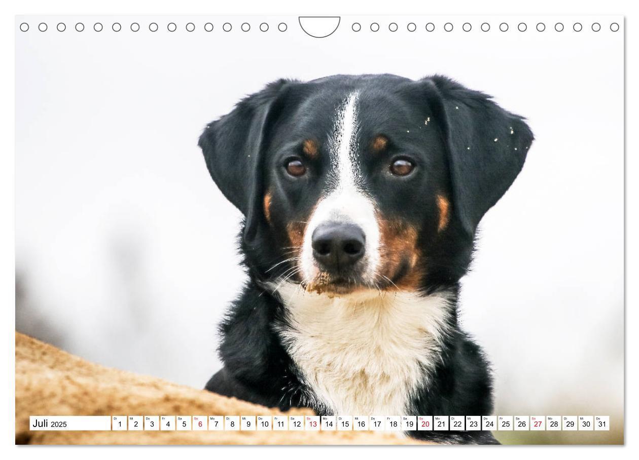 Bild: 9783435332915 | Appenzeller Sennenhunde (Wandkalender 2025 DIN A4 quer), CALVENDO...