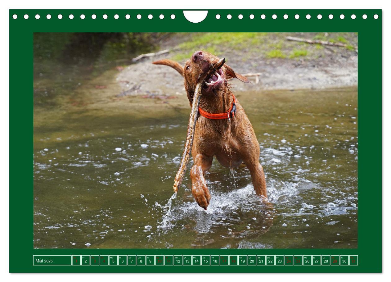 Bild: 9783383962295 | Faszination Magyar Vizsla am See (Wandkalender 2025 DIN A4 quer),...