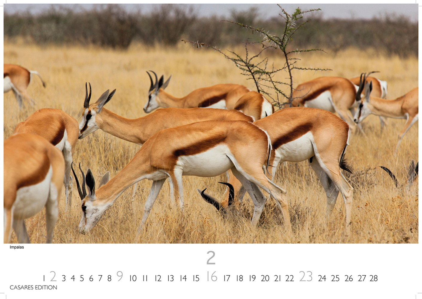 Bild: 9781835240601 | Kenia/Serengeti 2025 L 35x50cm | Kalender | 14 S. | Deutsch | 2025