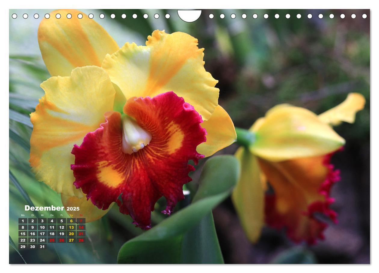 Bild: 9783383778551 | Prächtige Orchideen (Wandkalender 2025 DIN A4 quer), CALVENDO...