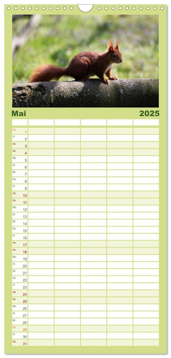 Bild: 9783457111062 | Familienplaner 2025 - Eichhörnchen mit 5 Spalten (Wandkalender, 21...