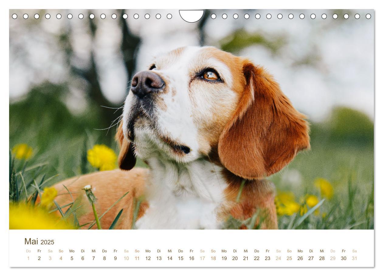 Bild: 9783435018499 | Beagle - Unser treuer Begleiter (Wandkalender 2025 DIN A4 quer),...