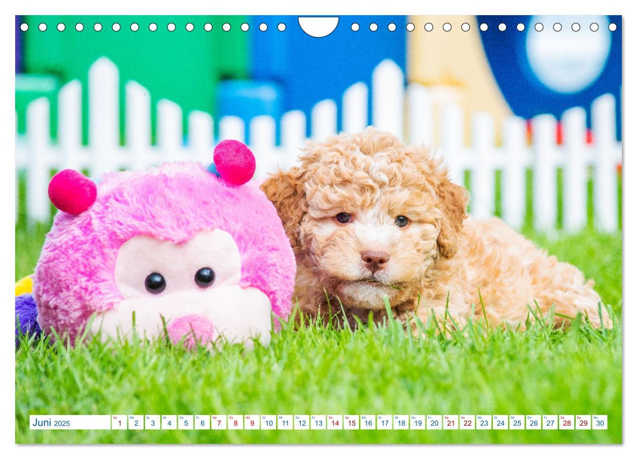 Bild: 9783435028580 | Lagotto Romagnolo - Bilder aus der Kinderstube (Wandkalender 2025...