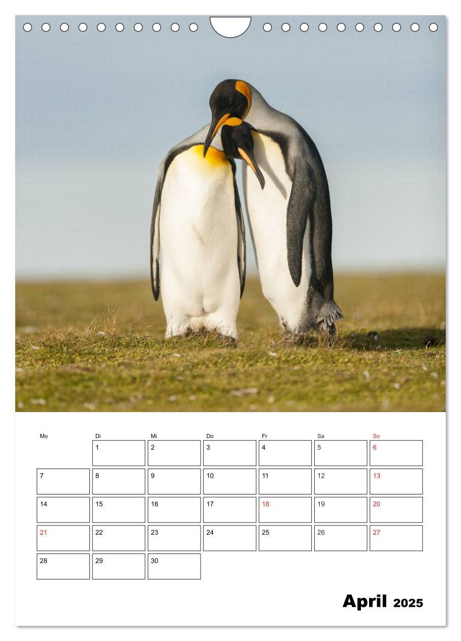 Bild: 9783457035726 | Pinguine. Familienglück im Eis (Wandkalender 2025 DIN A4 hoch),...