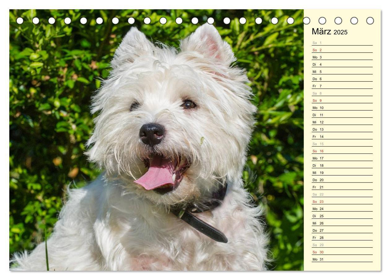 Bild: 9783435459643 | Kobold auf 4 Pfoten - West Highland White Terrier (Tischkalender...