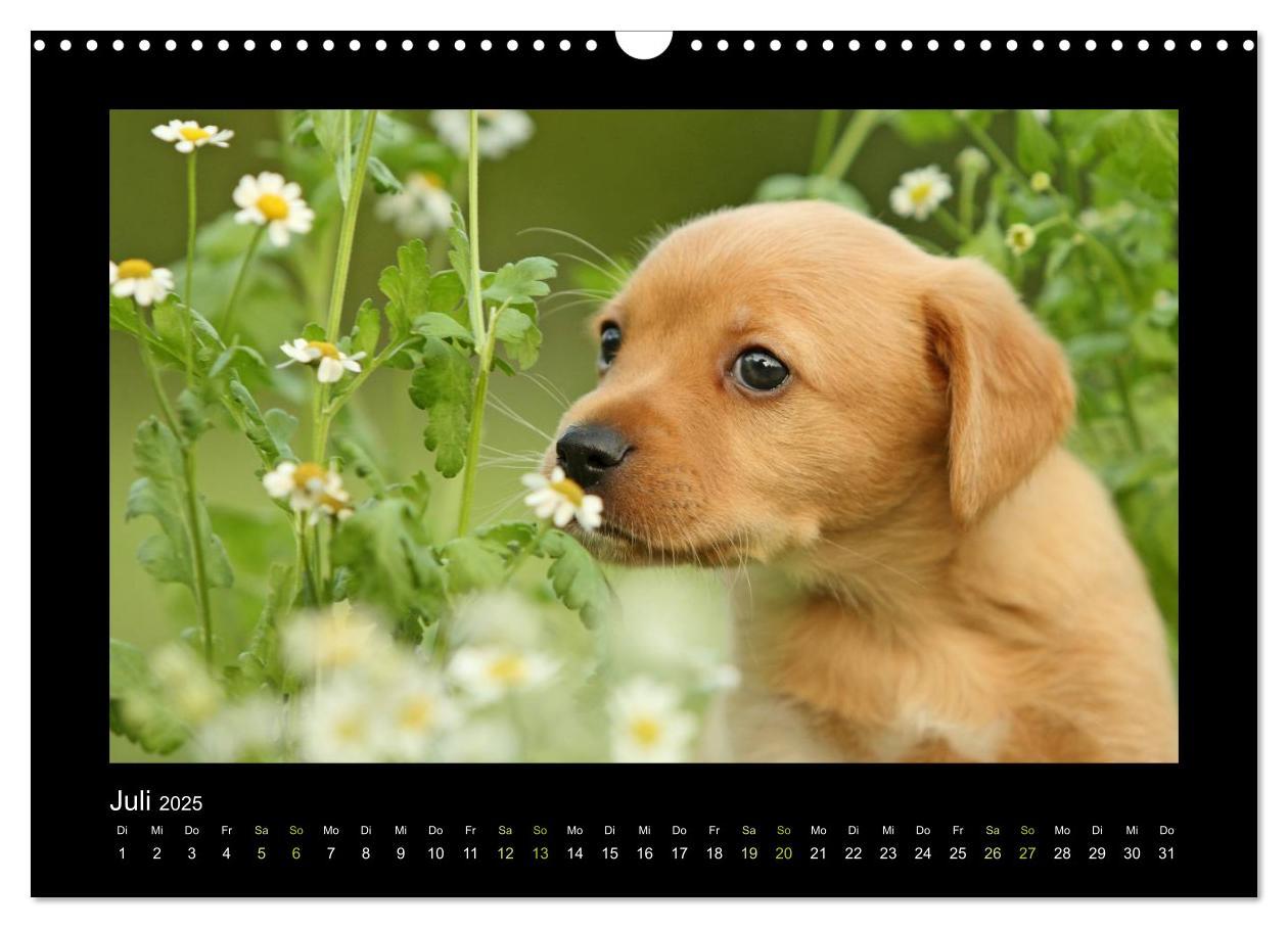 Bild: 9783435641055 | Allerlei Hundekinder (Wandkalender 2025 DIN A3 quer), CALVENDO...