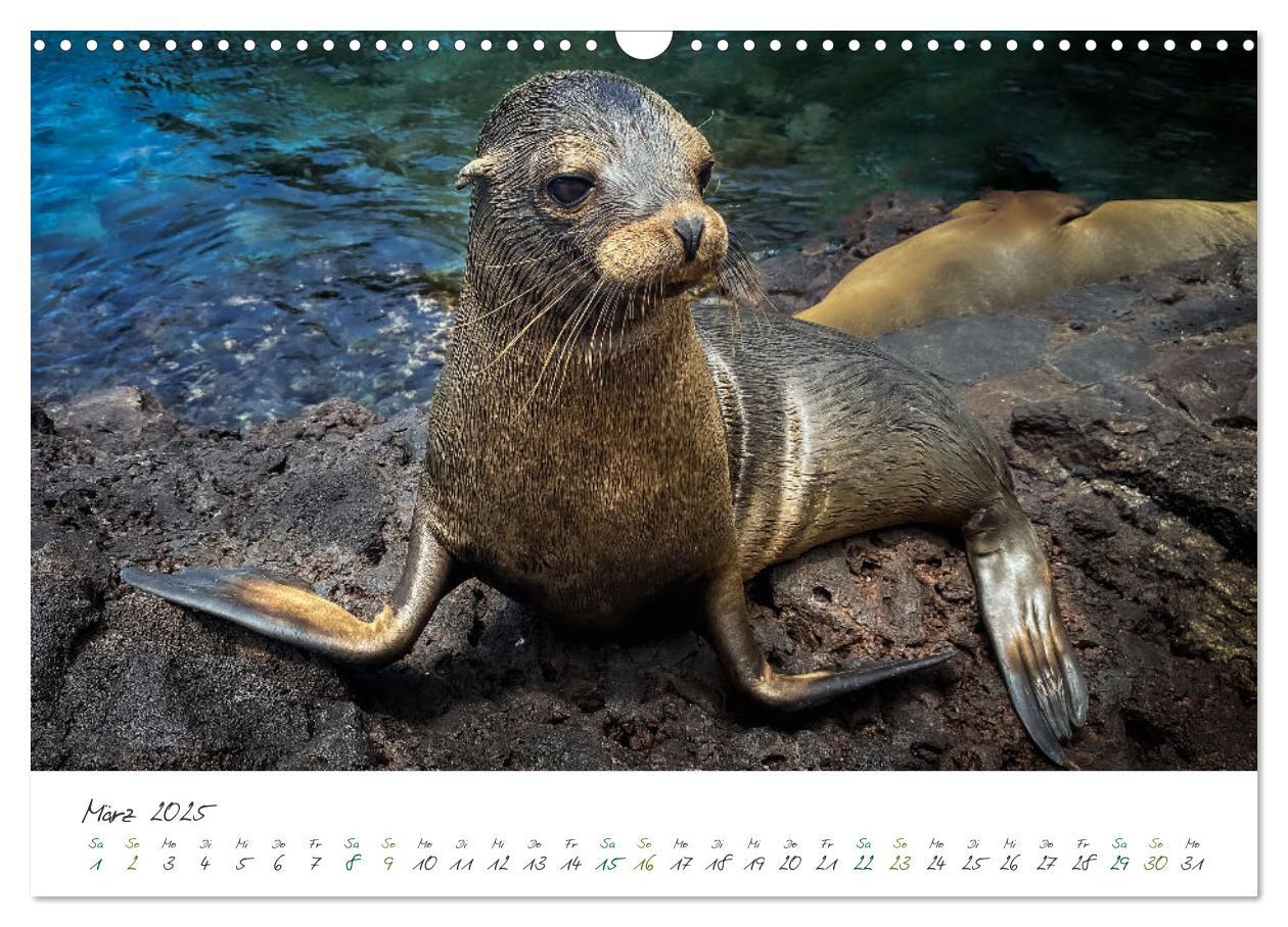 Bild: 9783383882302 | Wildes Galapagos - Die Tiere der Galapagos Inseln (Wandkalender...