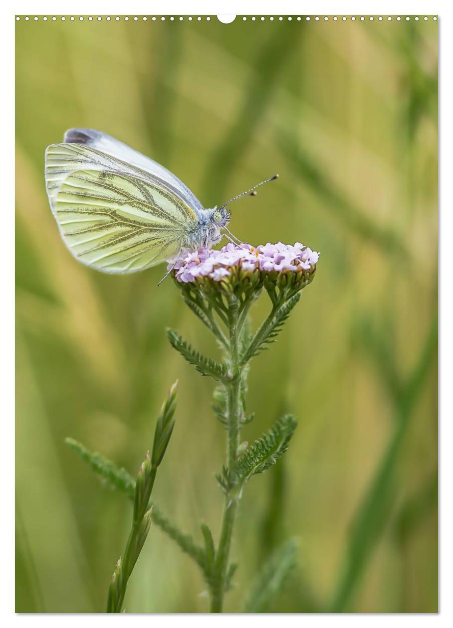 Bild: 9783457060049 | Ein Spaziergang über eine Sommerwiese (Wandkalender 2025 DIN A2...