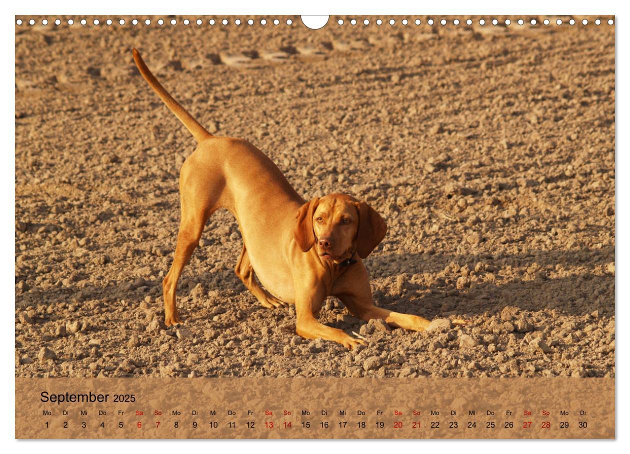 Bild: 9783435307432 | Magyar Vizsla - Ungarischer Vorstehhund (Wandkalender 2025 DIN A3...