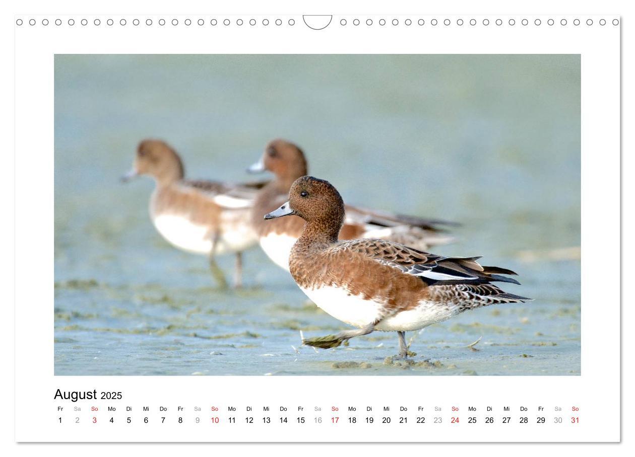 Bild: 9783435636105 | Geschnatter - Enten und Gänse in Deutschland (Wandkalender 2025 DIN...