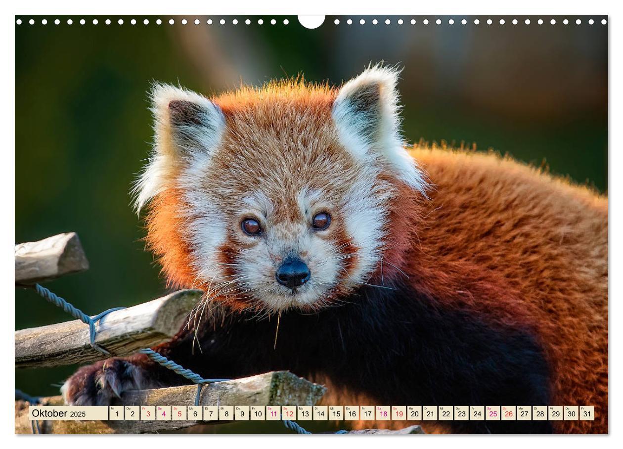 Bild: 9783435436965 | Kleiner Panda (Wandkalender 2025 DIN A3 quer), CALVENDO Monatskalender